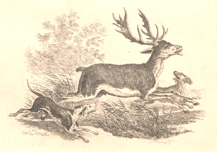 Illustration tirée de l'ouvrage Essai sur la chasse du daim - Charles de Salverte (1906) - Decelle (Compiègne) - BnF (Gallica) 1